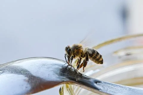 Bee perched on spoon edge drinking honey macro Stock Photos