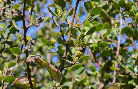 Bee perched on a tree branch removing pollen from the flowers. Stock Photos