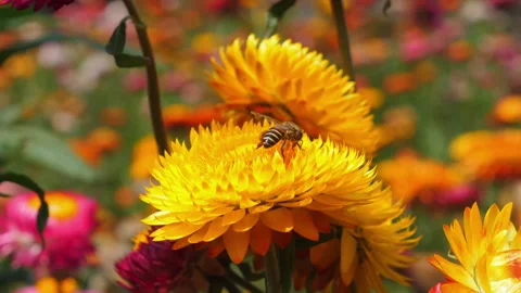 Bee perched on vibrant yellow and orange chrysanthemum flower in Stock Footage 281011102