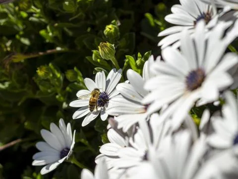 Bee perched on white daisy Stock Photos