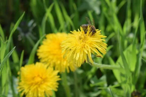 A bee perched on a yellow dandelion. Bee's Busy Dandelion Day Stock Photos