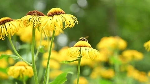 Bee perched on a yellow flower Stock Footage 279486804