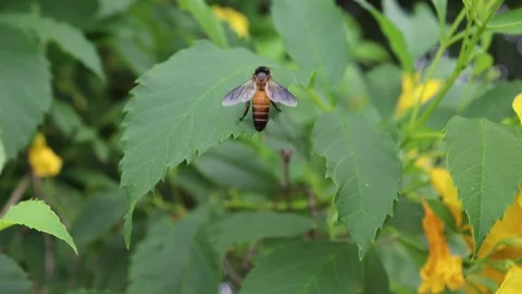 Bee perching on green leaves moving by the little wind in the garden Stock Footage 140871973