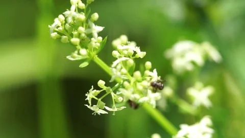 Bee perching on white flowers Stock Footage 77812030