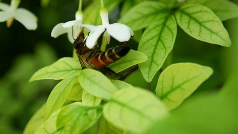Bee perching on white flowers Stock Footage 80332571