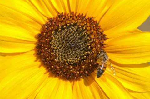 Bee on perfect sunflower Stock Photos