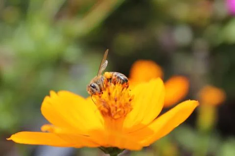 Bee Foto stock
