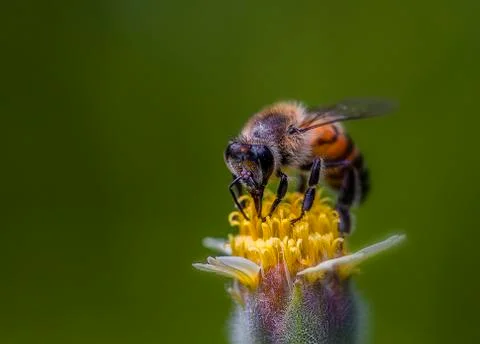 Bee Stock Photos