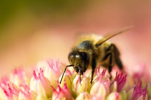 Bee Stock Photos