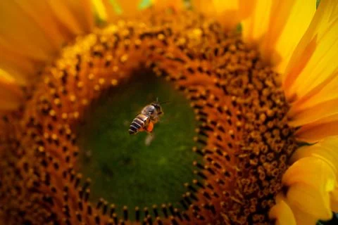 Bee Stockfoto's