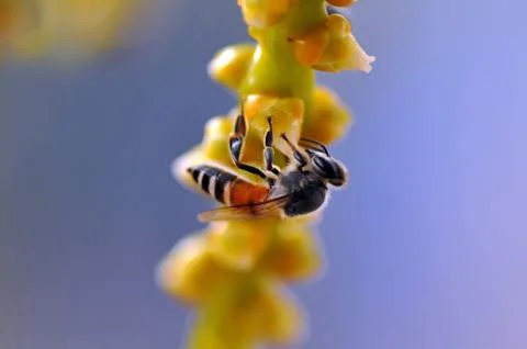 Bee Stock Photos