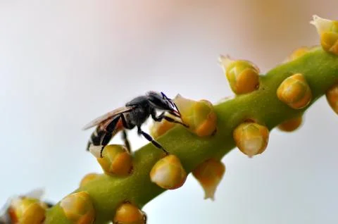Bee Stock Photos