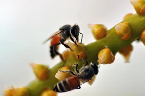 Bee Stock Photos