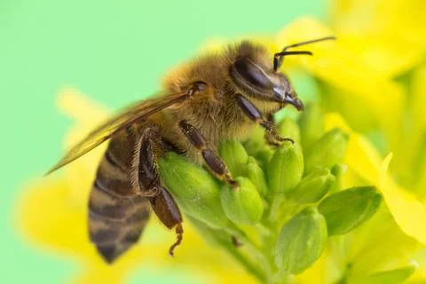 Bee Stock Photos