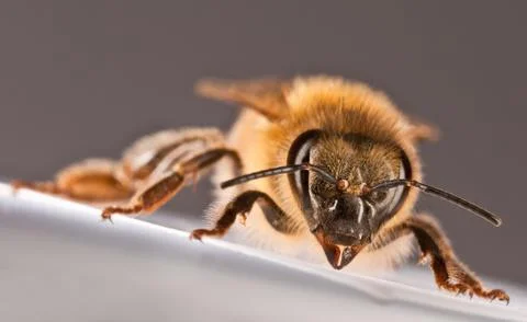 Bee Stock Photos