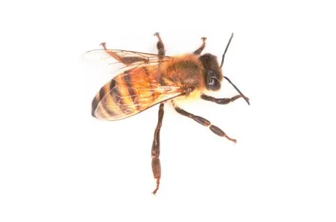 Bee Stock Photos