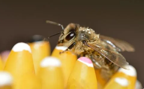 Bee Stock Photos