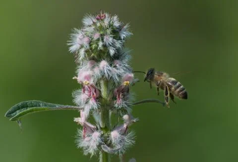 Bee Fotos de archivo