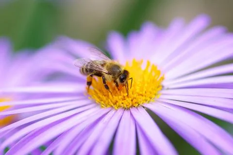 Bee Stock Photos