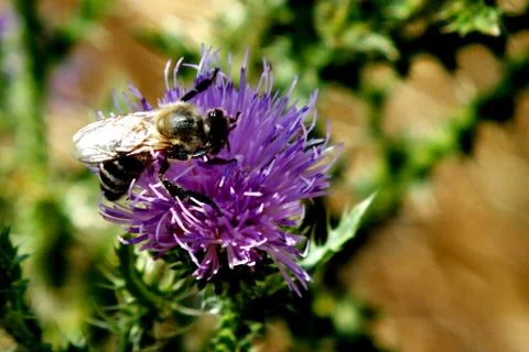 Bee Stock Photos