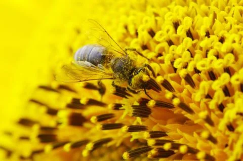Bee Stock Photos