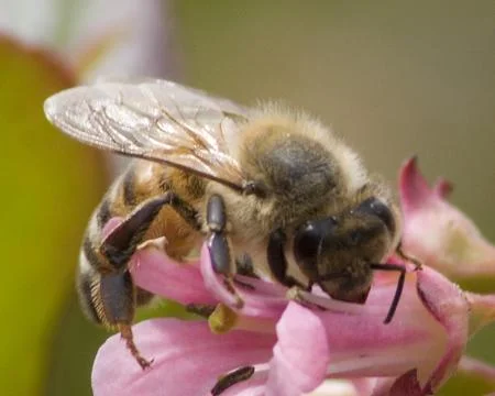 Bee Stock Photos