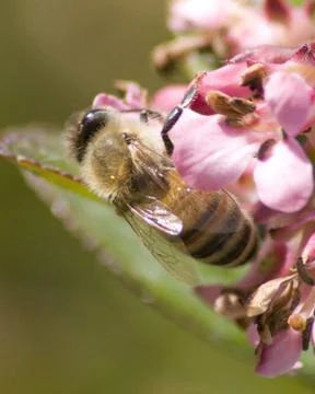 Bee Stock Photos