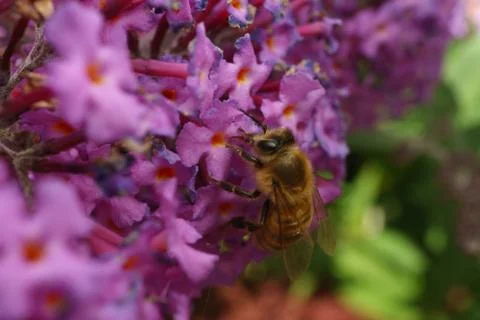 A Bee Stock Photos