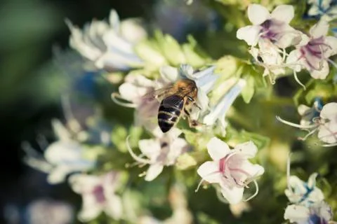 Bee Stock Photos