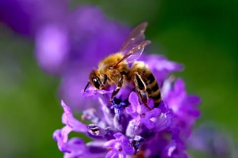 Bee Фото