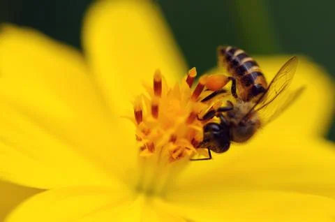 Bee Stock Photos