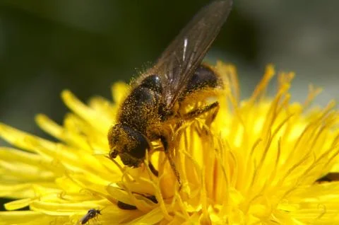 Bee Stock Photos