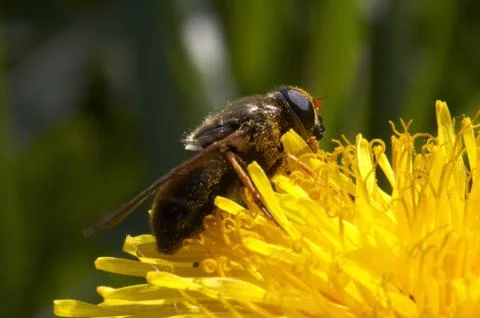 Bee Stock Photos
