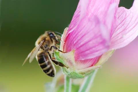 Bee Stock Photos