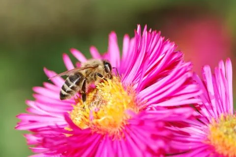Bee Stock Photos