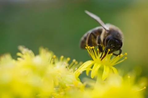 Bee Stock Photos