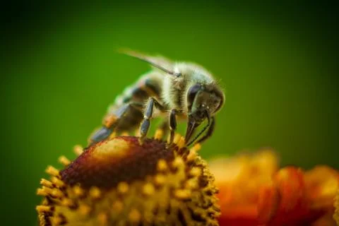 Bee Stock Photos