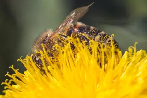 Bee Stock Photos