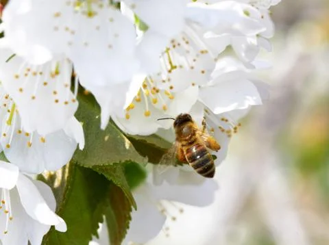 Bee Stock Photos