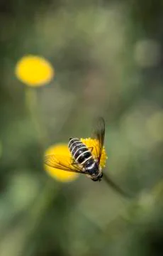 Bee Stock Photos