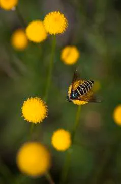 Bee Stock Photos