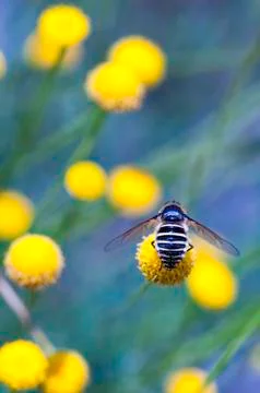 Bee Stock Photos