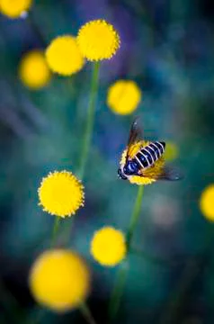 Bee Stock Photos