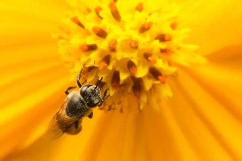 Bee Stock Photos