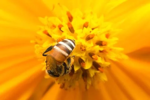 Bee Stock Photos
