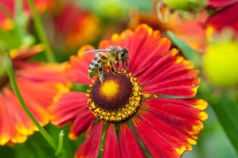 Bee. Stock Photos