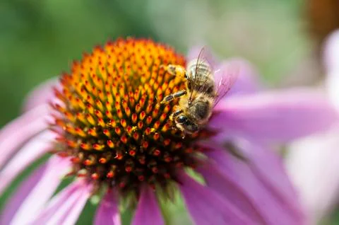 Bee. Stock Photos