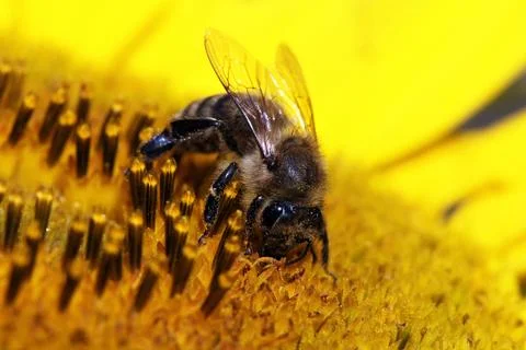 Bee Stock Photos