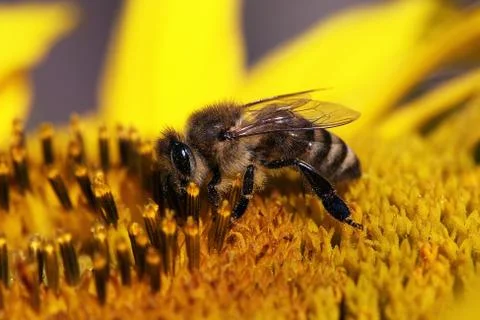 Bee Stock Photos