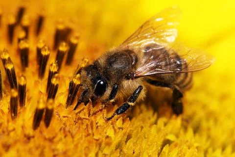 Bee Stock Photos